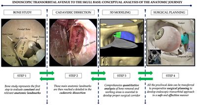 Frontiers | Endoscopic transorbital avenue to the skull base: Four 